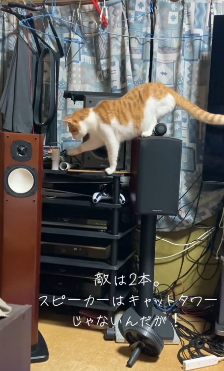 棚の上にのっているものに手を伸ばす猫