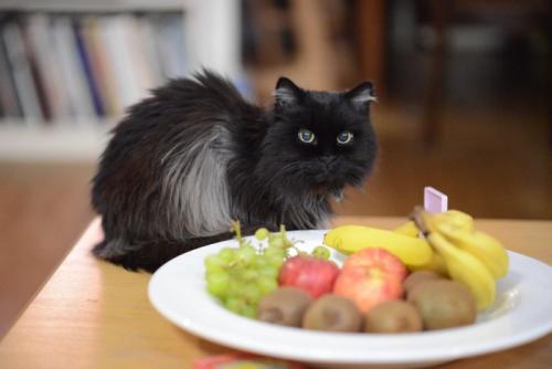 猫とフルーツ