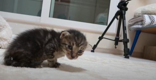 うずくまるキジトラ子猫