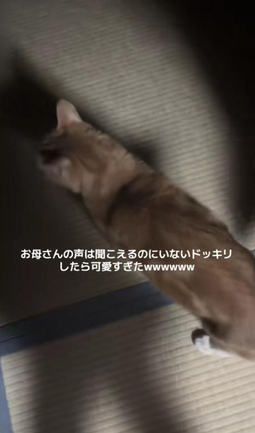猫の背中