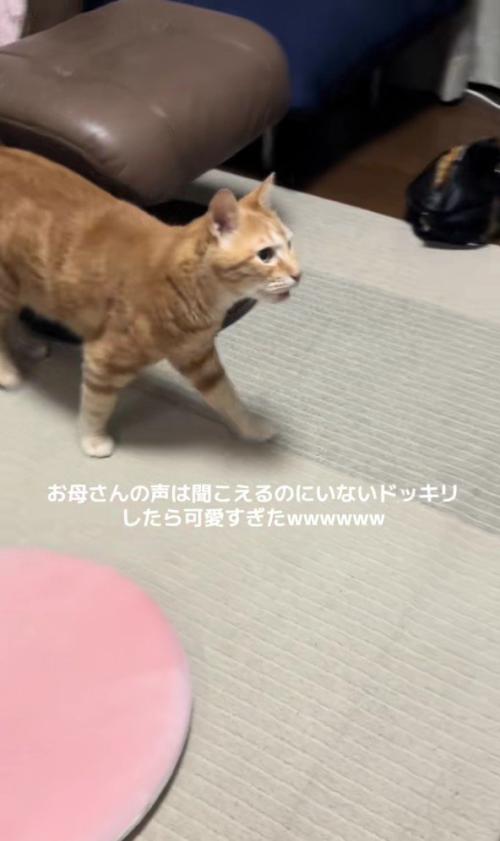 走り出す猫