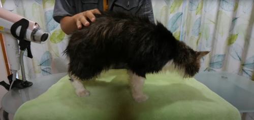 テーブルの上にいる猫