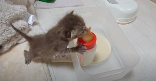 ボトルにしがみつく子猫
