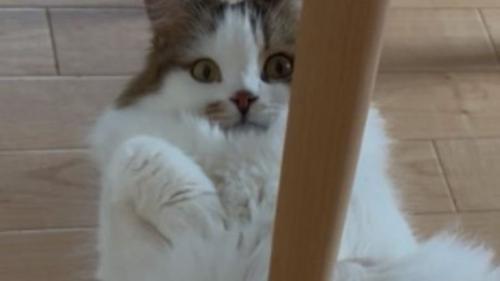 寝転がっている猫