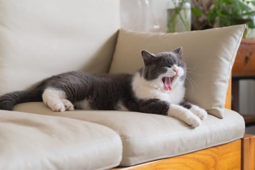 ソファーであくびをする猫