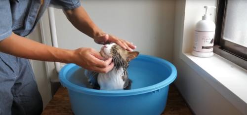 人に撫でられている猫