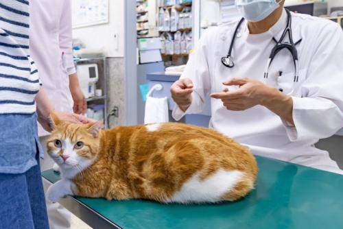 動物病院で診察を受ける猫
