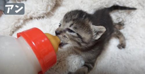 ミルクを飲むキジトラの子猫