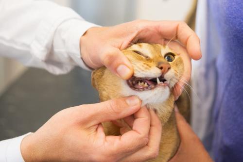 猫の歯を調べる人