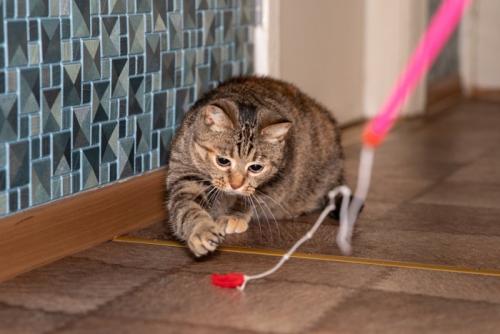 猫じゃらしを追いかける猫