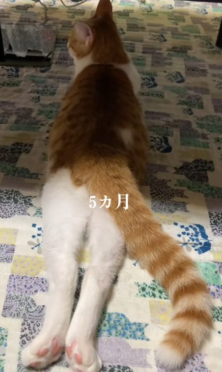 足を伸ばして寝ている5ヵ月の猫