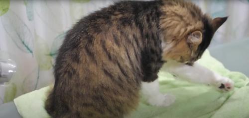 毛づくろいをしている猫