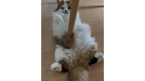 寝転がっている猫