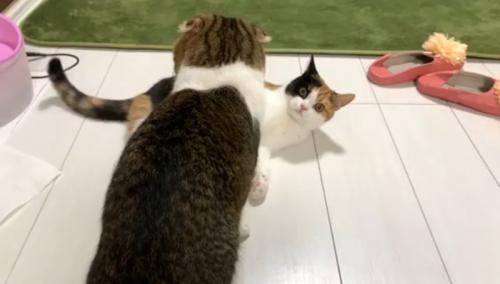 寝転がるぺこ美ちゃんの目の前に座るぽこ太郎くん