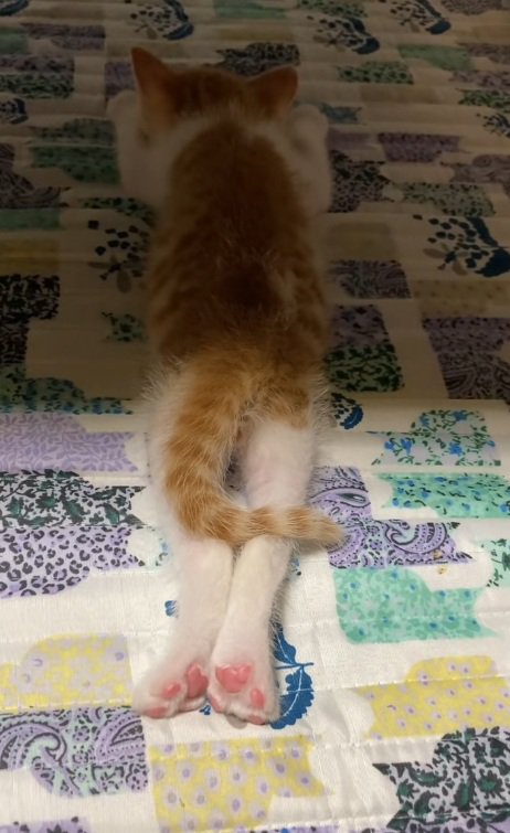 足を伸ばして寝ている子猫