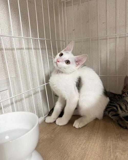 おすわりする猫