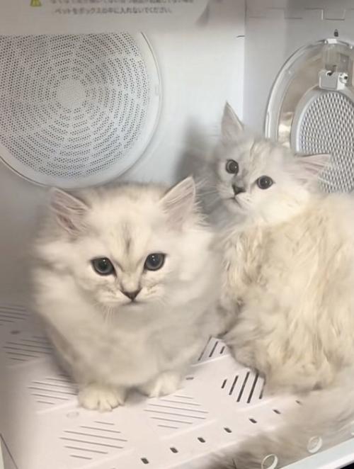 ドライヤーボックスに入っている2匹の猫の写真1