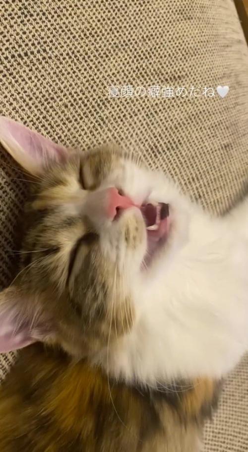 気持ち良さそうに眠る猫