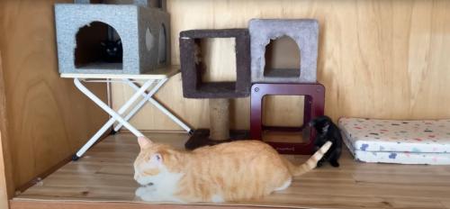 成猫のしっぽで遊んでいる子猫