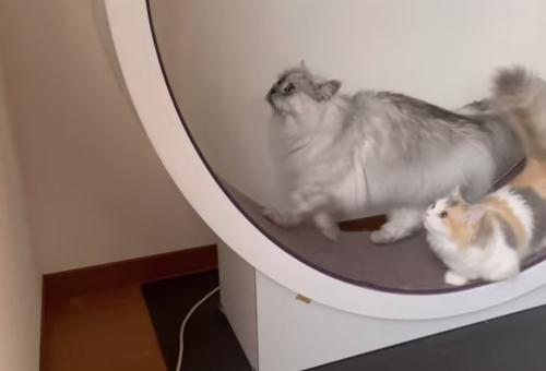 2匹の猫がキャットホイールで遊ぶ写真1