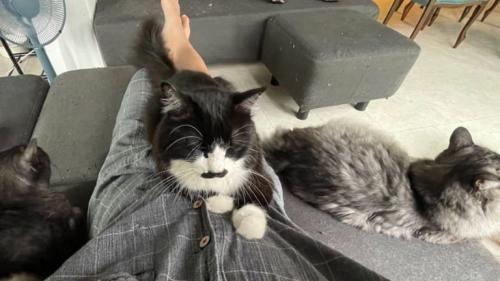 室内にいる猫たち