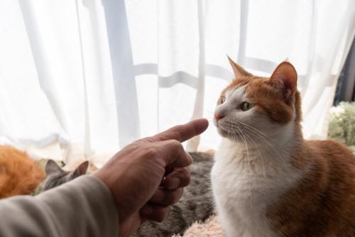叱られる猫