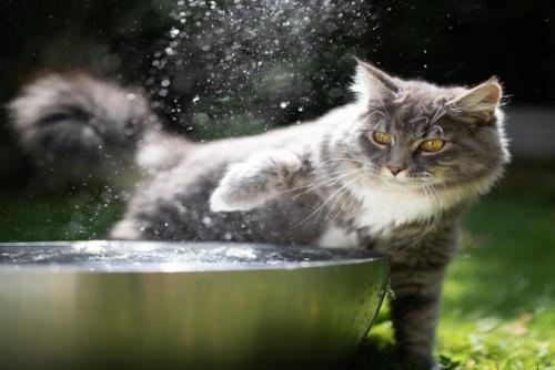 水がかかる猫