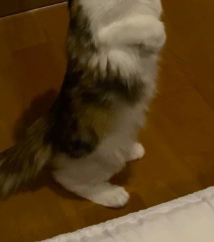 二本足で立ち上がった猫の後ろ足