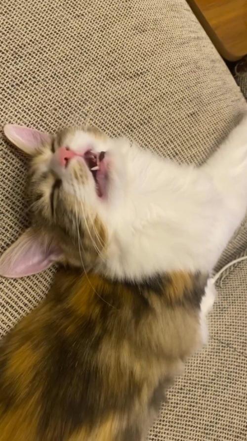 口を大きく開けて眠っている猫