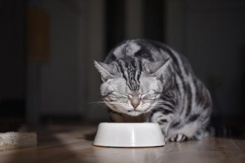 プラスチック皿で食事中の猫