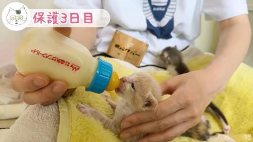 よじ登る子猫