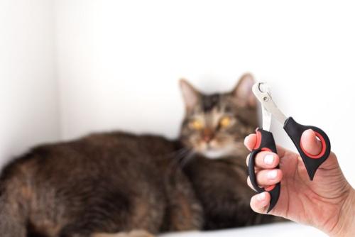 爪切りを握る女性の手と背景に映る猫