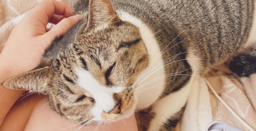 目を閉じている猫