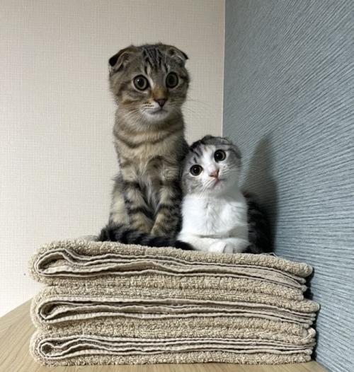 タオルの上に座る2匹の子猫