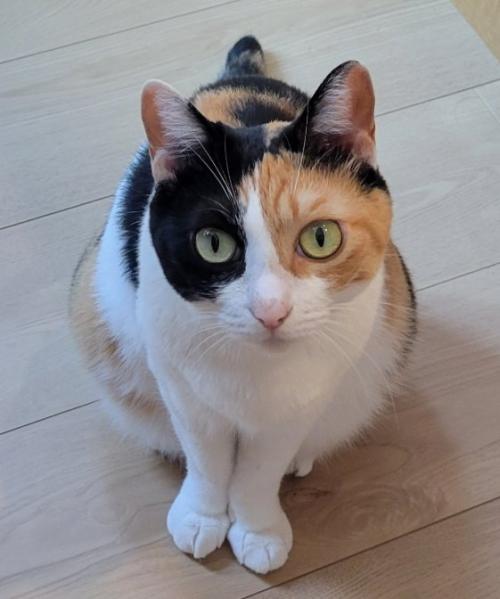 カメラ目線でお座りする猫