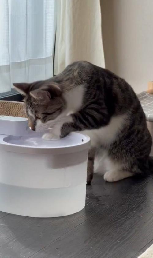 見つめる猫