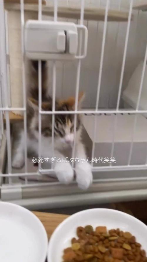 ケージに顔を押しつけて顔が突っ張っている猫