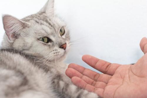 差し出された手をジト見する猫