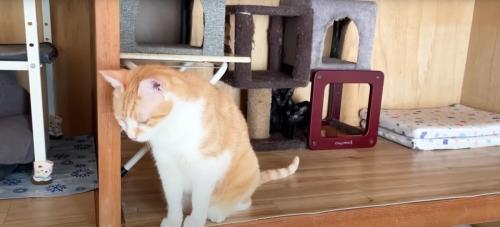 押し入れにいる成猫と子猫