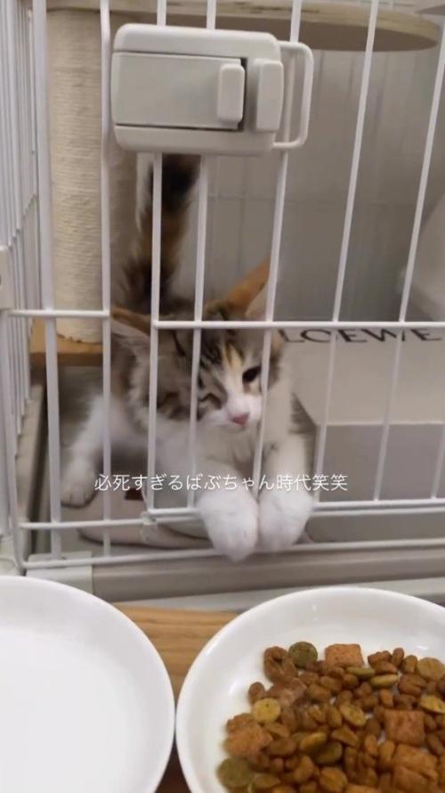 ケージに顔を当てて、ケージの外にあるごはんを見つめる猫