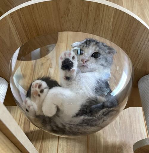 ボウルの中から下を見る猫