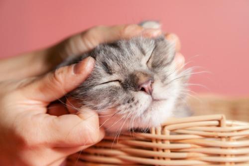 人間になでられ、うれしそうな子猫