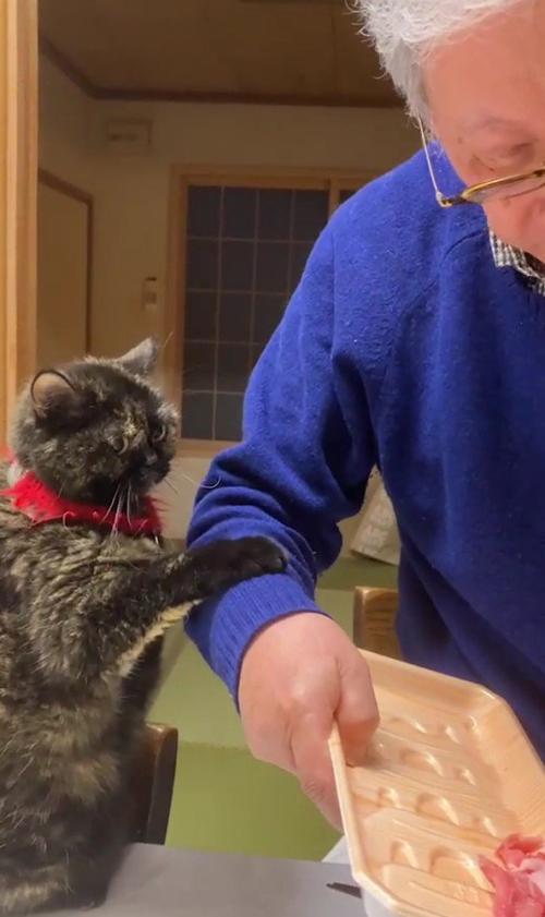飼い主におねだりをする猫