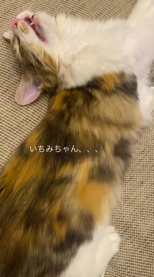 体を反らせて眠っている猫