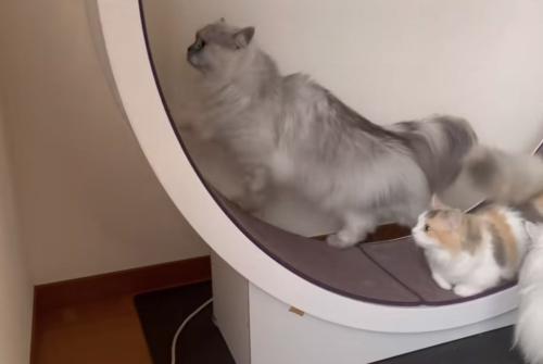 2匹の猫がキャットホイールで遊ぶ写真2