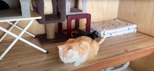 成猫の匂いを嗅いでいる子猫