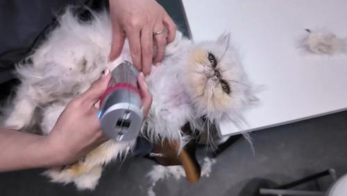 仰向けの猫
