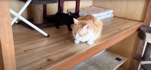 成猫の匂いを嗅いでいる子猫