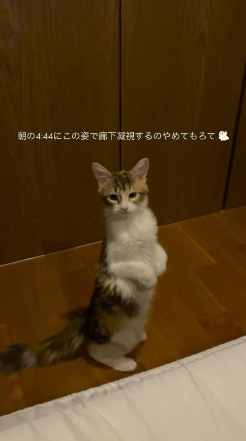 猫を不安そうに見つめる飼い主
