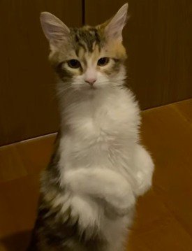二本足で立ち上がって飼い主を見つめる猫